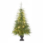 6' Alpine Radiance Norfolk Pine tree CTE #426