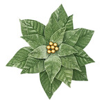 Sage Green Poinsettia 12" Velvet  W/ Gold Berries & Clip