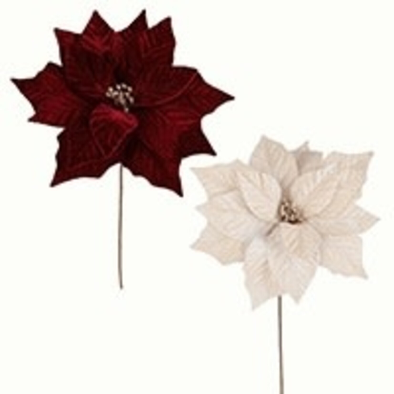 Poinsettia w/Golden Glitter - 2 Asst. BURGUNDY/BEIGE