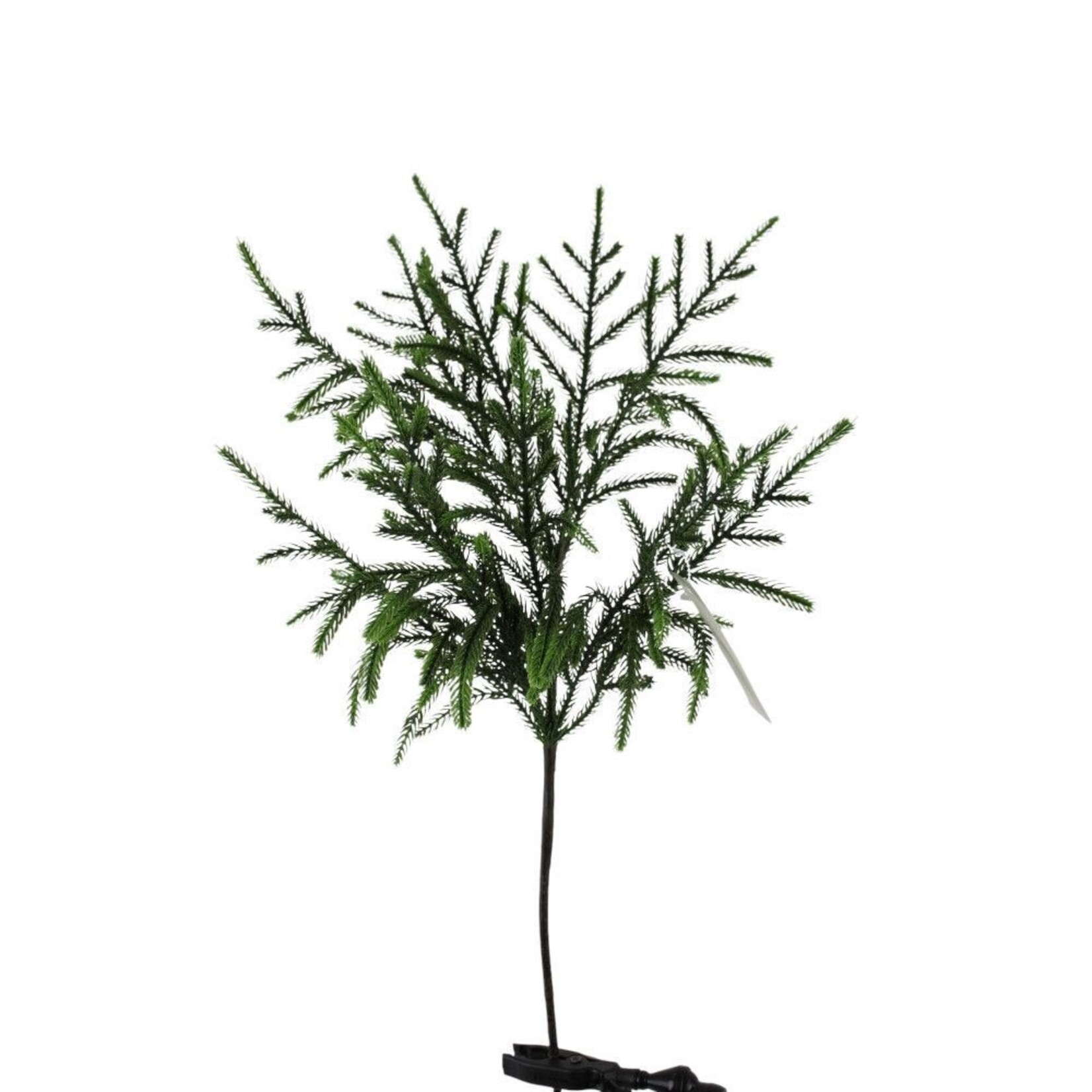 24" Alpine Radiance Norfolk Spray