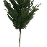 24" Long B.C. Cedar Spray -  w/ Berries