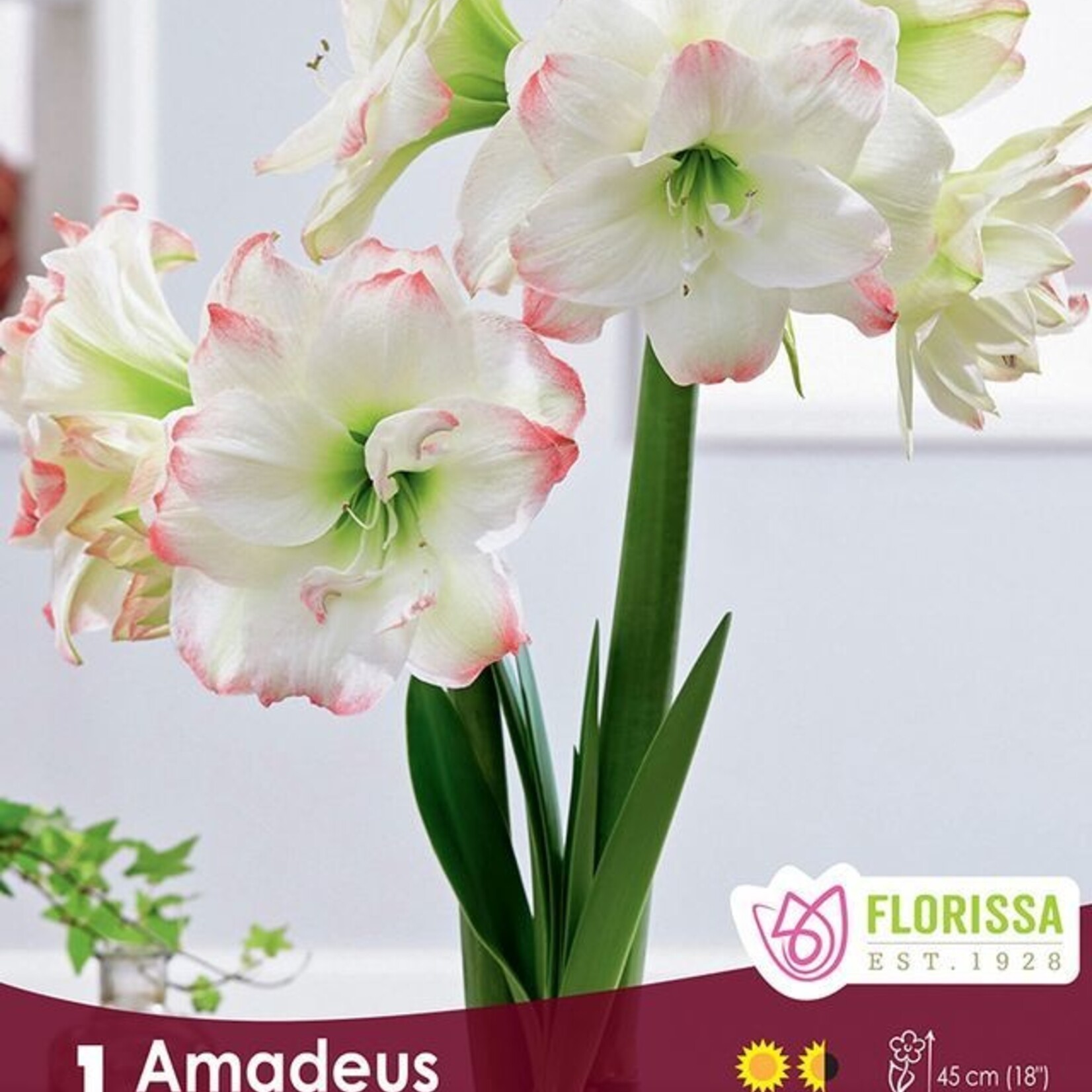 Amaryllis Double - Amadeus 1/pkg
