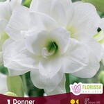 Amaryllis Christmas Blooming - Donner 1/Pkg.
