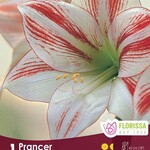 Amaryllis Christmas Blooming - Prancer