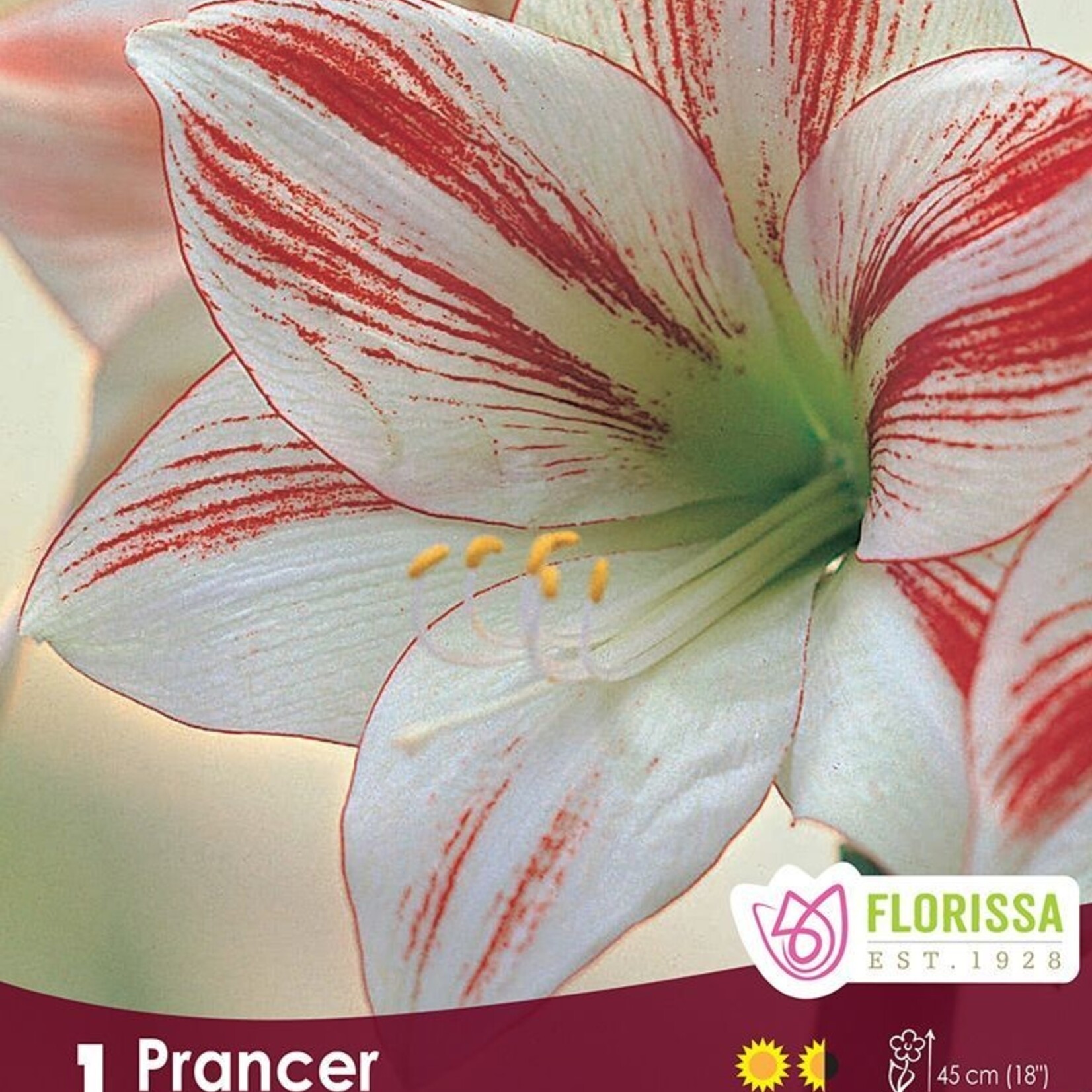 Amaryllis Christmas Blooming - Prancer