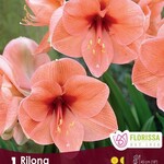 Amaryllis - Rilona Size 26/28