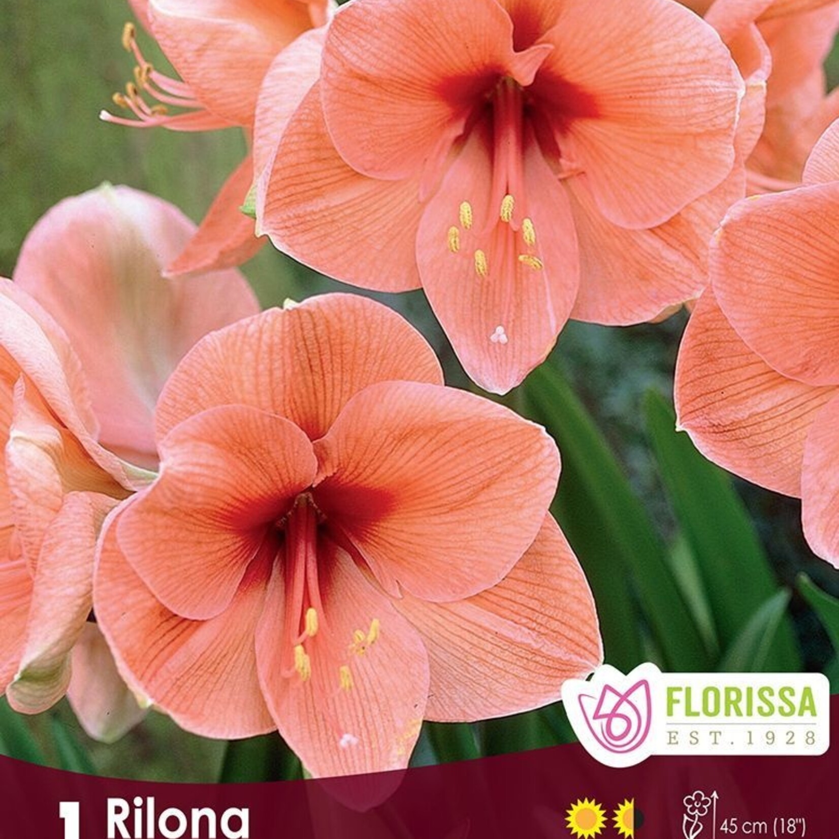 Amaryllis - Rilona Size 26/28