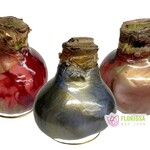 Van Noort Wax Amaryllis Galaxy Swirl - Red Flowering