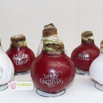 Van Noort Wax Amaryllis Message Imprint - Red Flowering