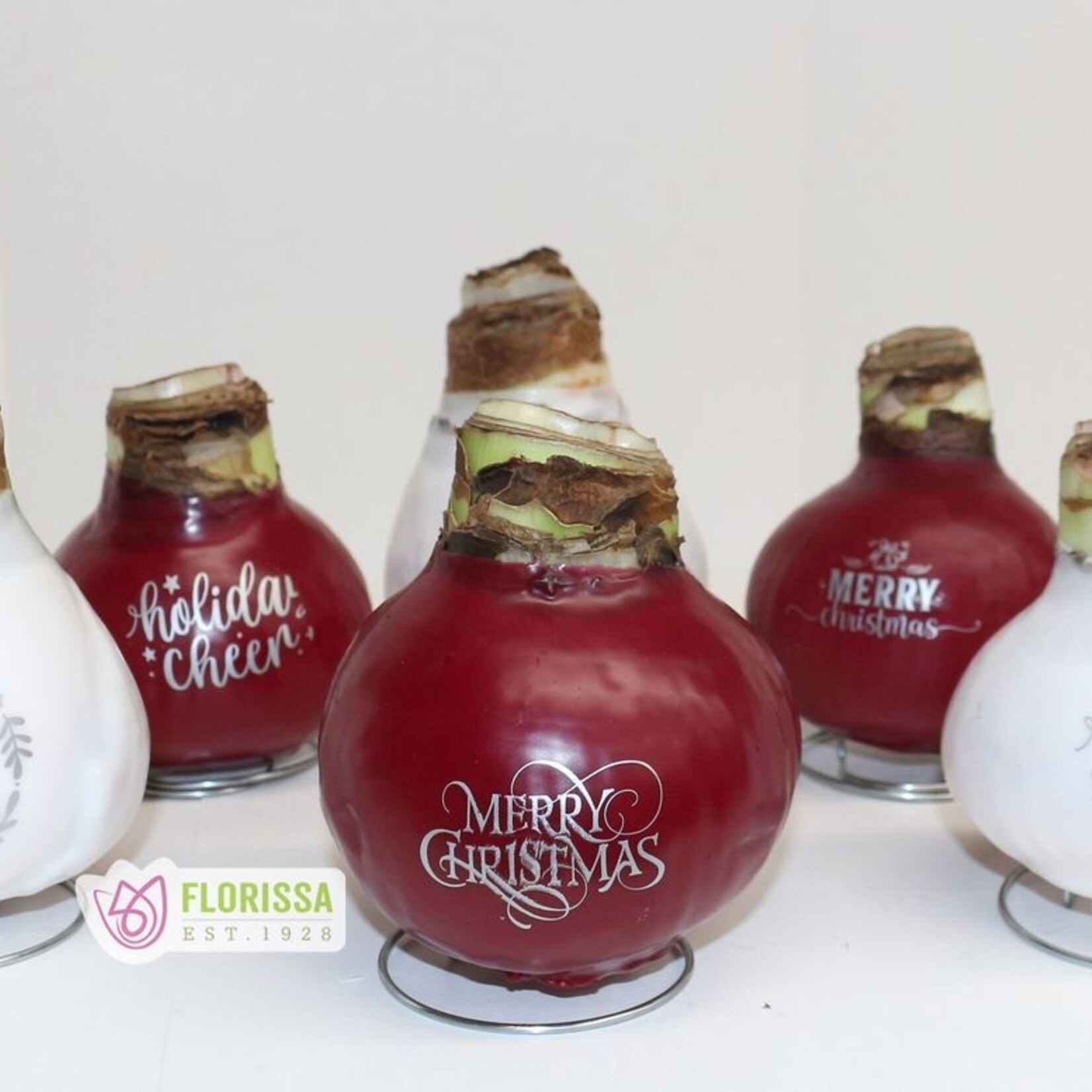 Van Noort Wax Amaryllis Message Imprint - Red Flowering