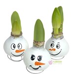 Van Noort Wax Amaryllis Snowman Faces - Red Flowering