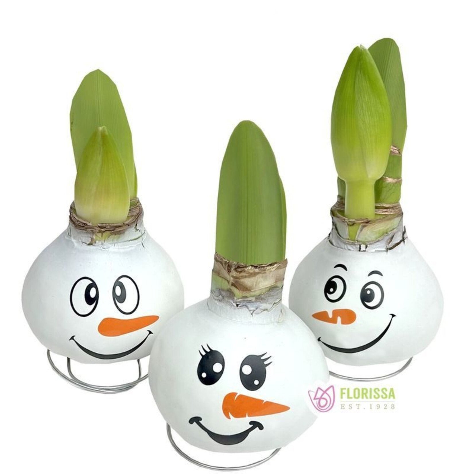 Van Noort Wax Amaryllis Snowman Faces - Red Flowering