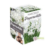 Van Noort Paperwhites  Kit