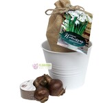 Van Noort GP6- 1 Kit Natures Bloom PAPERWHITE