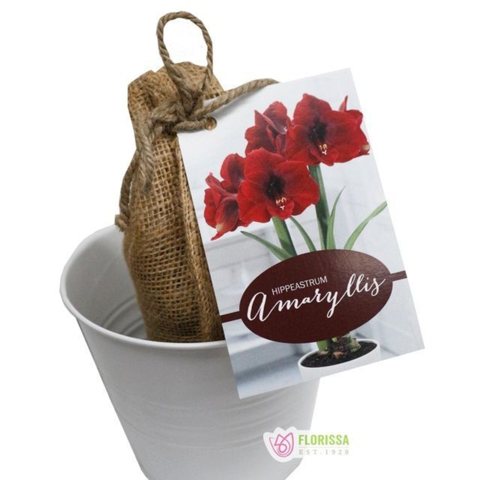 Van Noort GP7 Nature’s Blooms Amaryllis