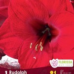 Amaryllis Christmas Blooming - Rudolph  1/ Pkg.