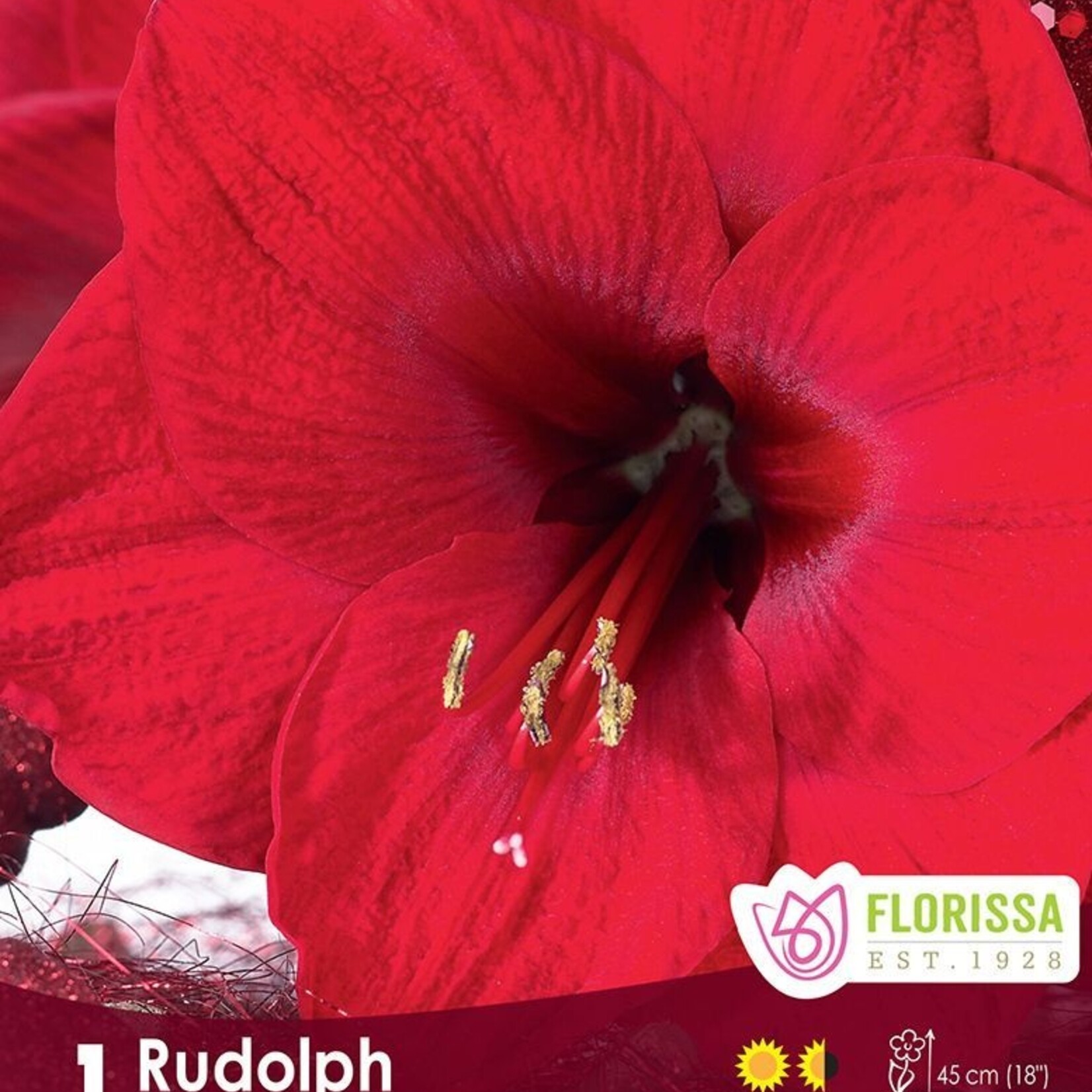 Amaryllis Christmas Blooming - Rudolph  1/ Pkg.