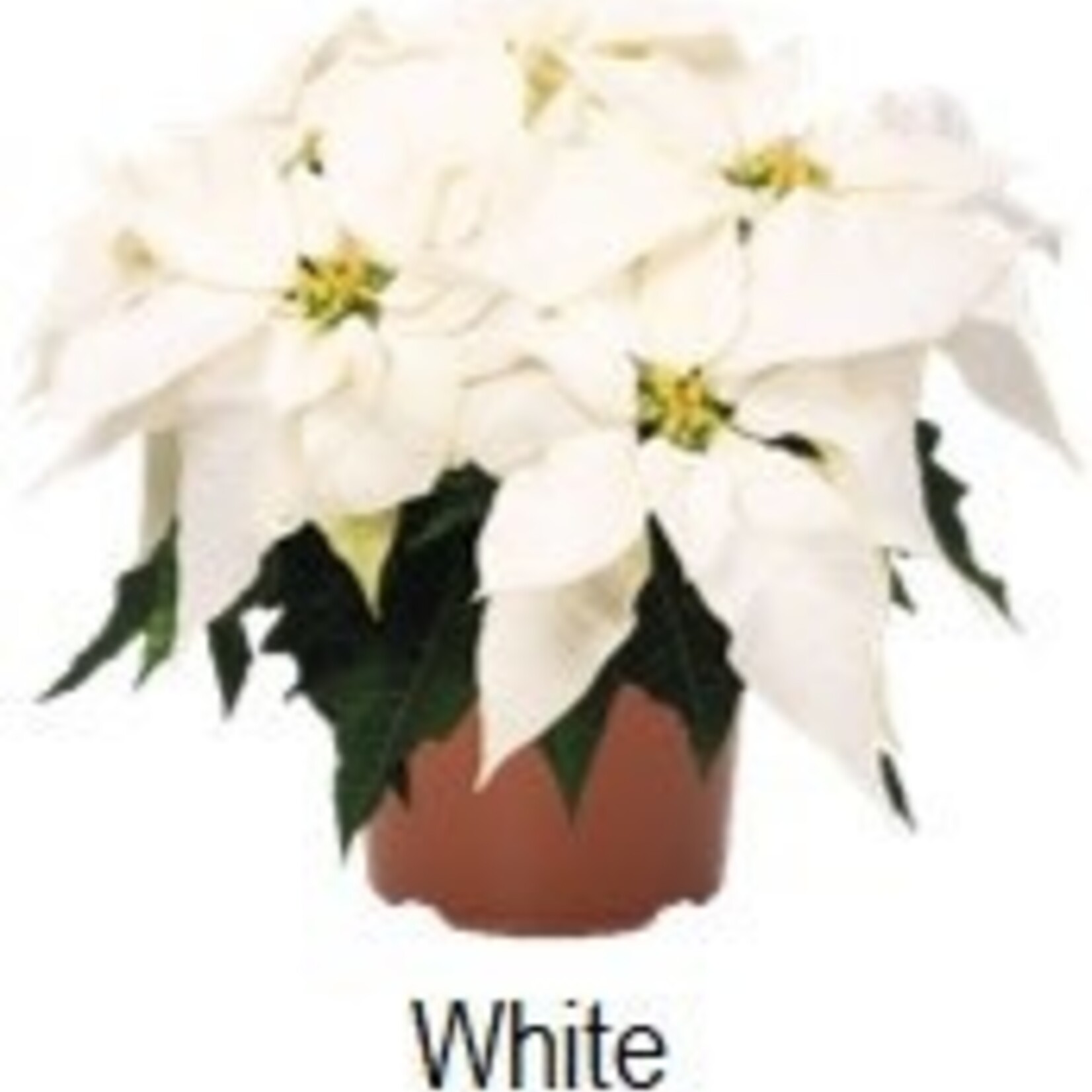 6" Christmas Poinsettia Princettias