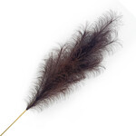 43" Pampas Grass Chocolate colour Pick