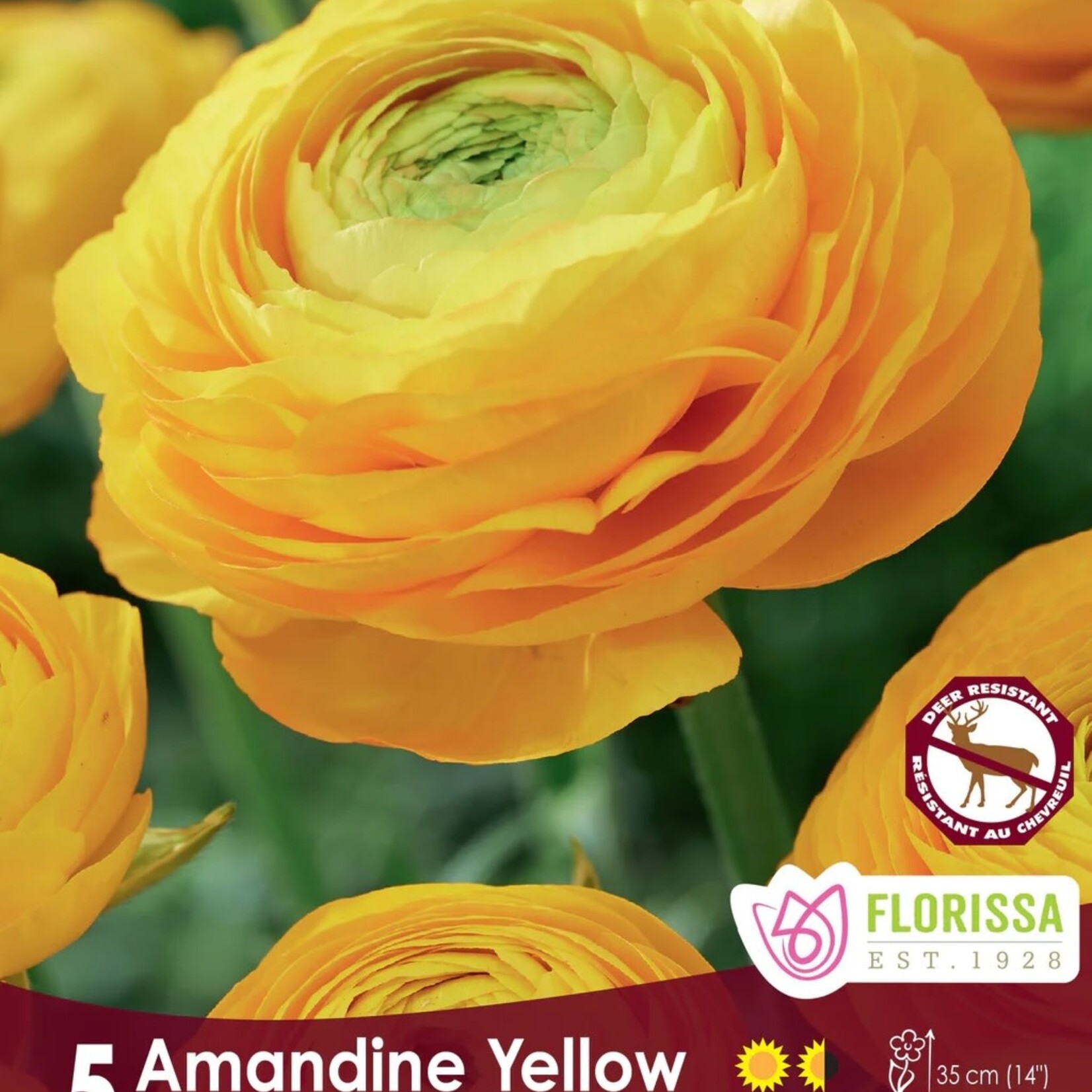 Van Noort Ranunculus Yellow -5/Pkg