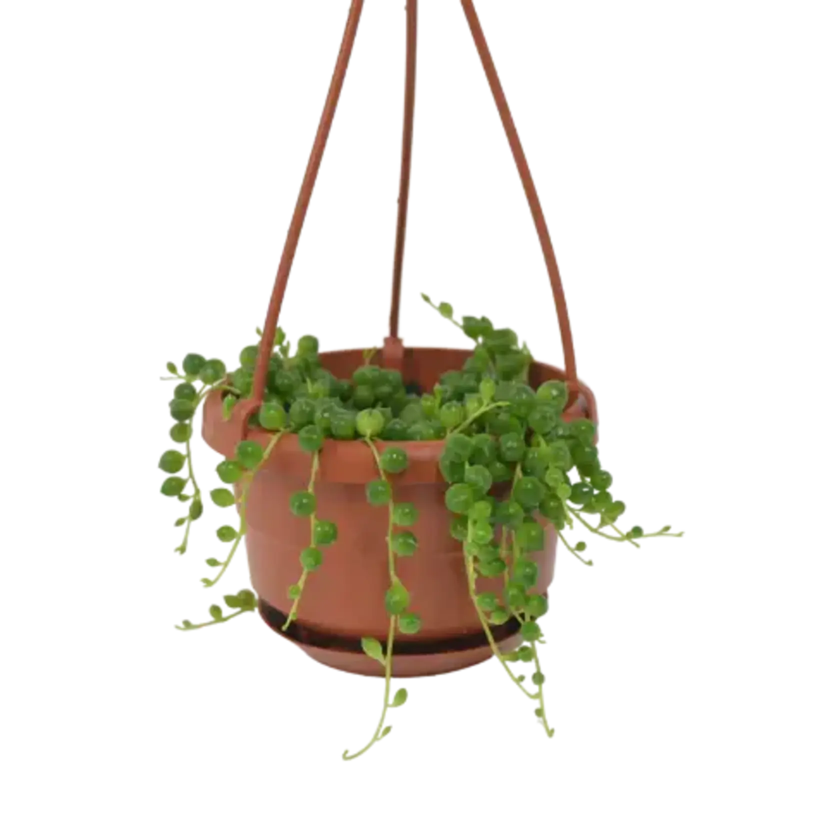 4" String of Pearls  HB