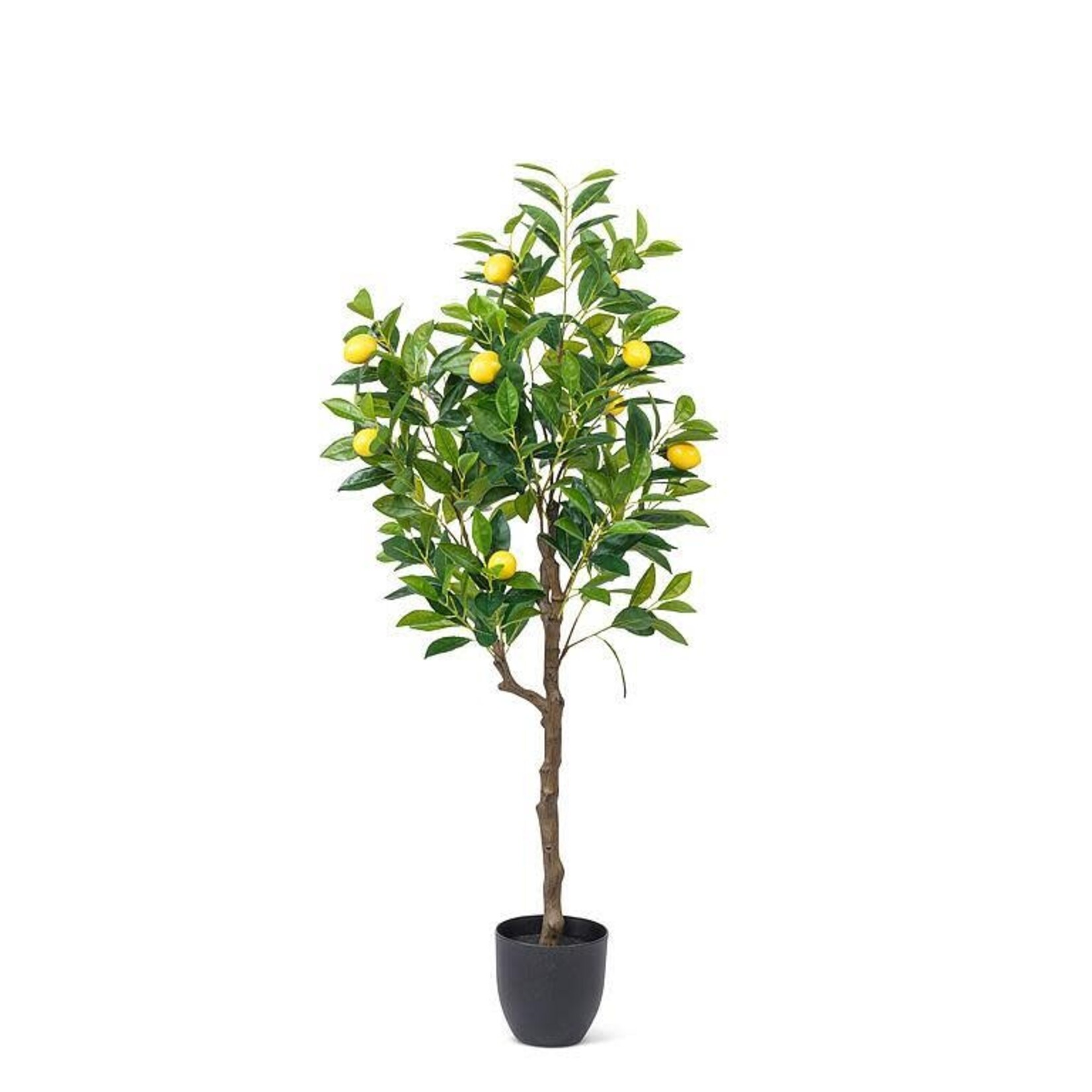 Everlasting  Medium Lemon Tree