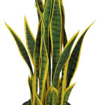 Everlasting Snake Plant 27.5" tall