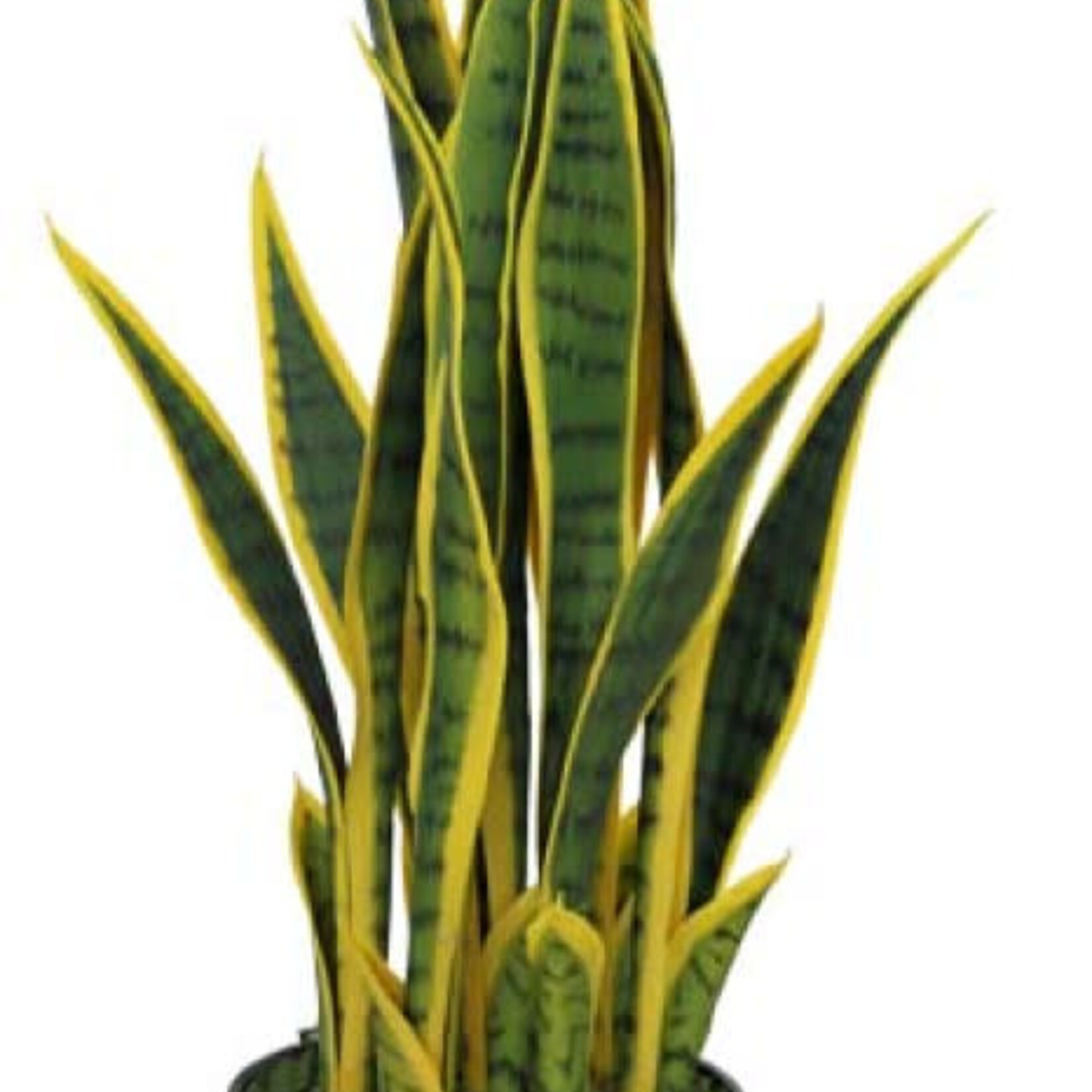 Everlasting Snake Plant 27.5" tall