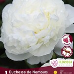PAEONIA Duchesse de Nemours  1/Pkg.