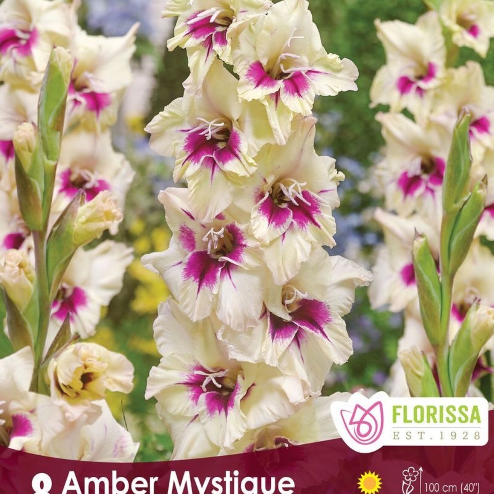 GLADS Amber Mystique 8/Pkg.
