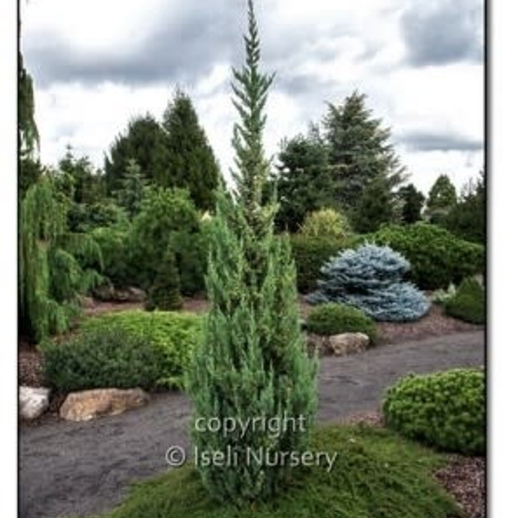 Juniperus chinensis 'Trautman'  125cm B&B