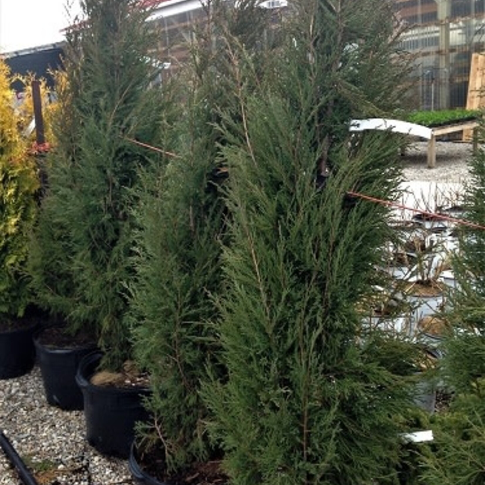 Juniperus virginiana Taylor (Eastern Red Cedar) 125 cm