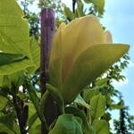 Magnolia x Sunsation Magnolia 7Gal.
