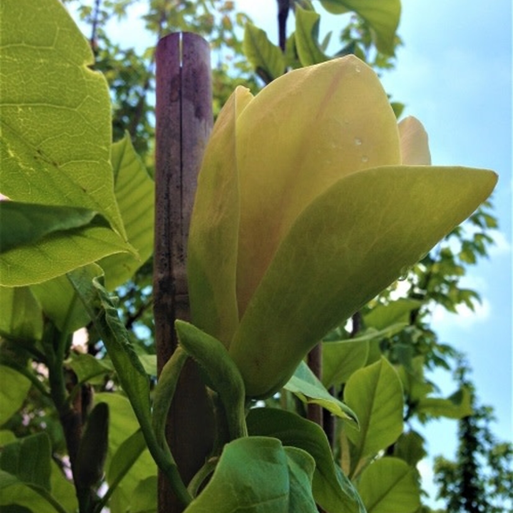 Magnolia x Sunsation Magnolia 7Gal.