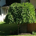 Weeping Mulberry Std. (Fruitless)  7Gal