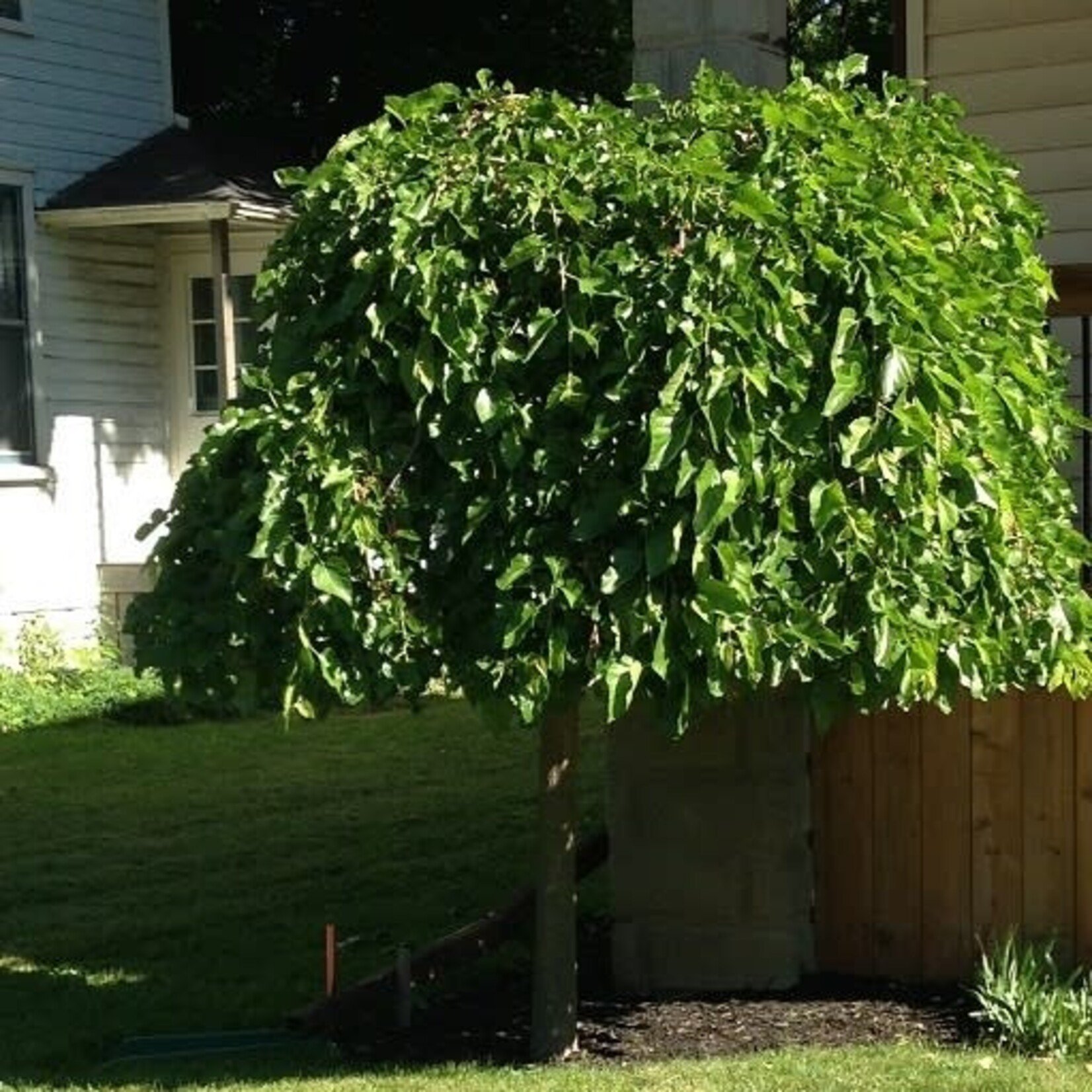Weeping Mulberry Std. (Fruitless)  7Gal