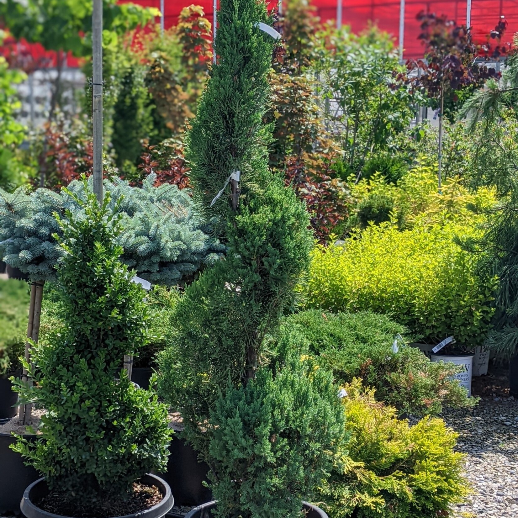 Blue Point Spiral 7Gal