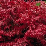 Dwarf Burning Bush Std 7Gal