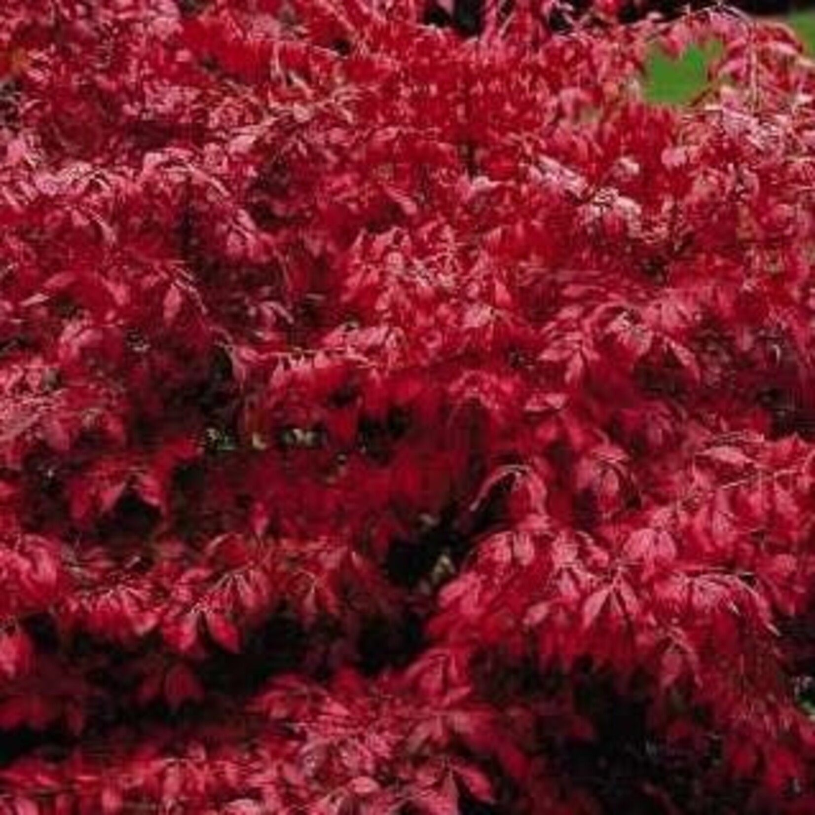 Dwarf Burning Bush Std 7Gal