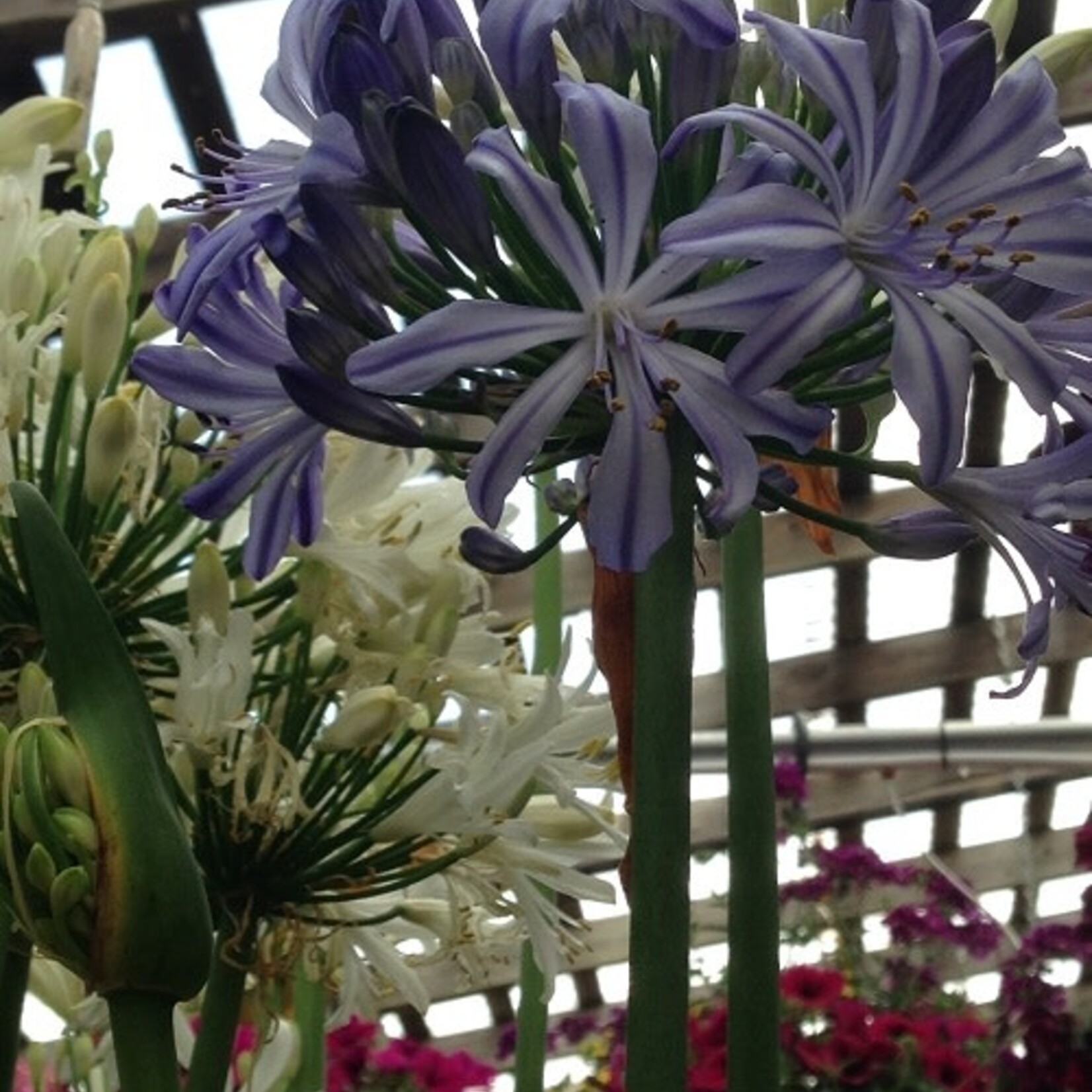 9" Agapanthus