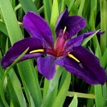 WP Hardy Iris Black Gamecock 4"