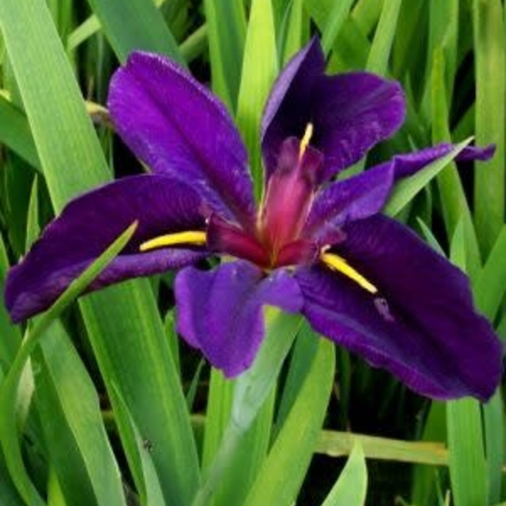 WP Hardy Iris Black Gamecock 4"