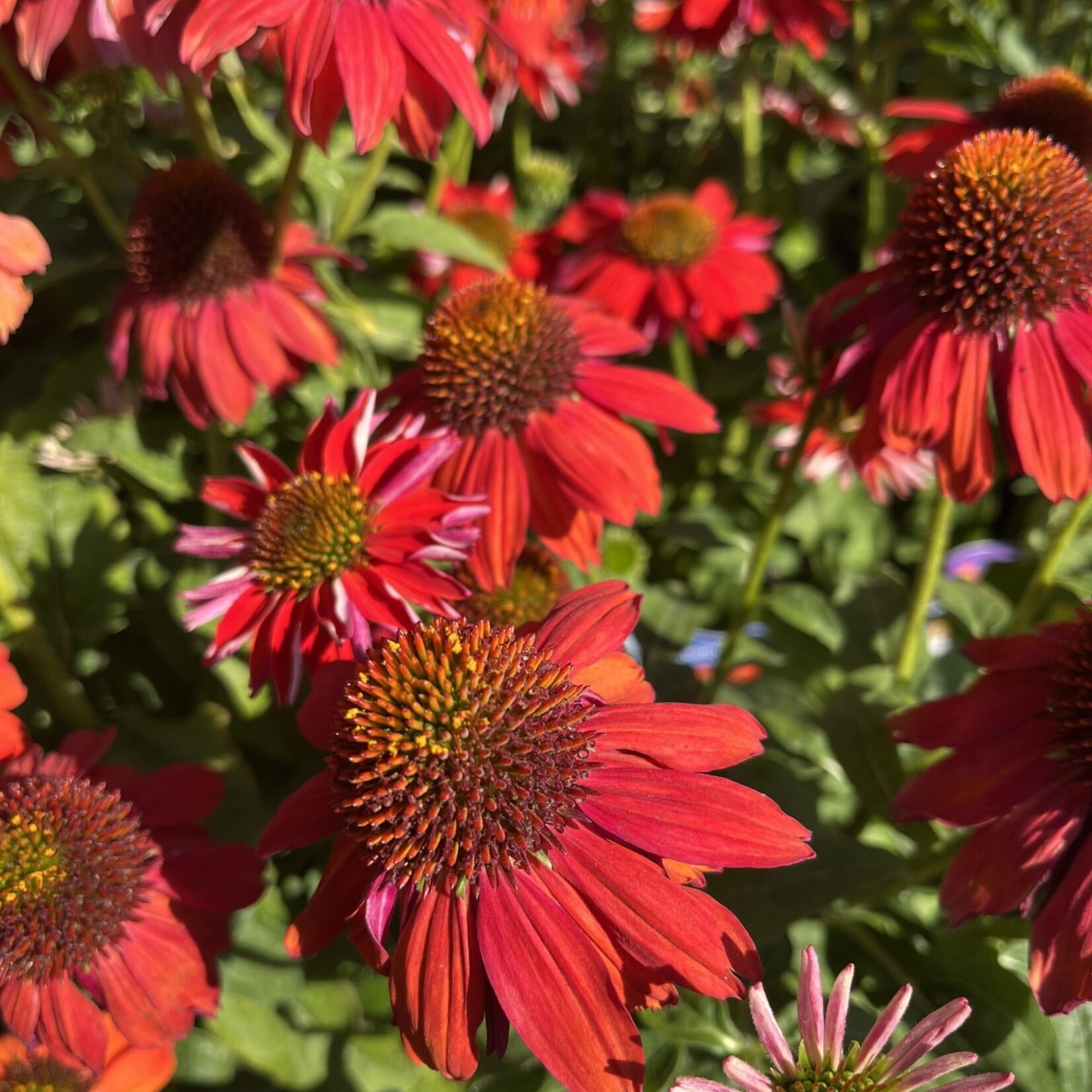 Echinacea/Coneflower Sombrero Salsa Red 15cm