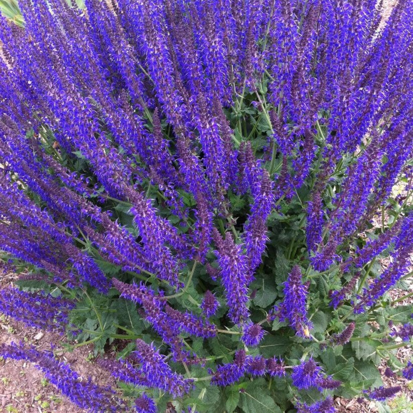 May Night Blue Salvia/Sage 1G