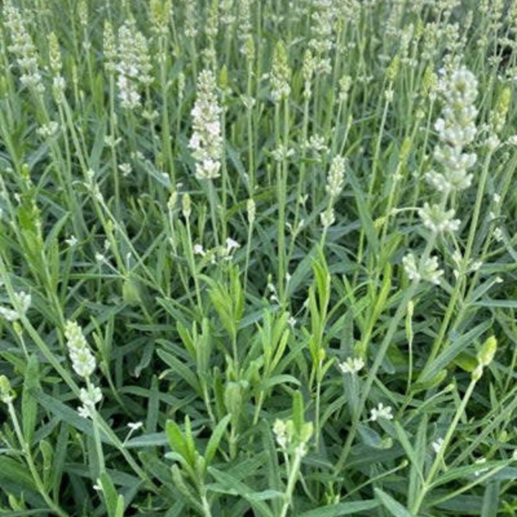 Lavender - Ellagance Snow 1G