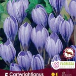 Van Noort Crocus - Cartwrightianus Tops 5/Pkg