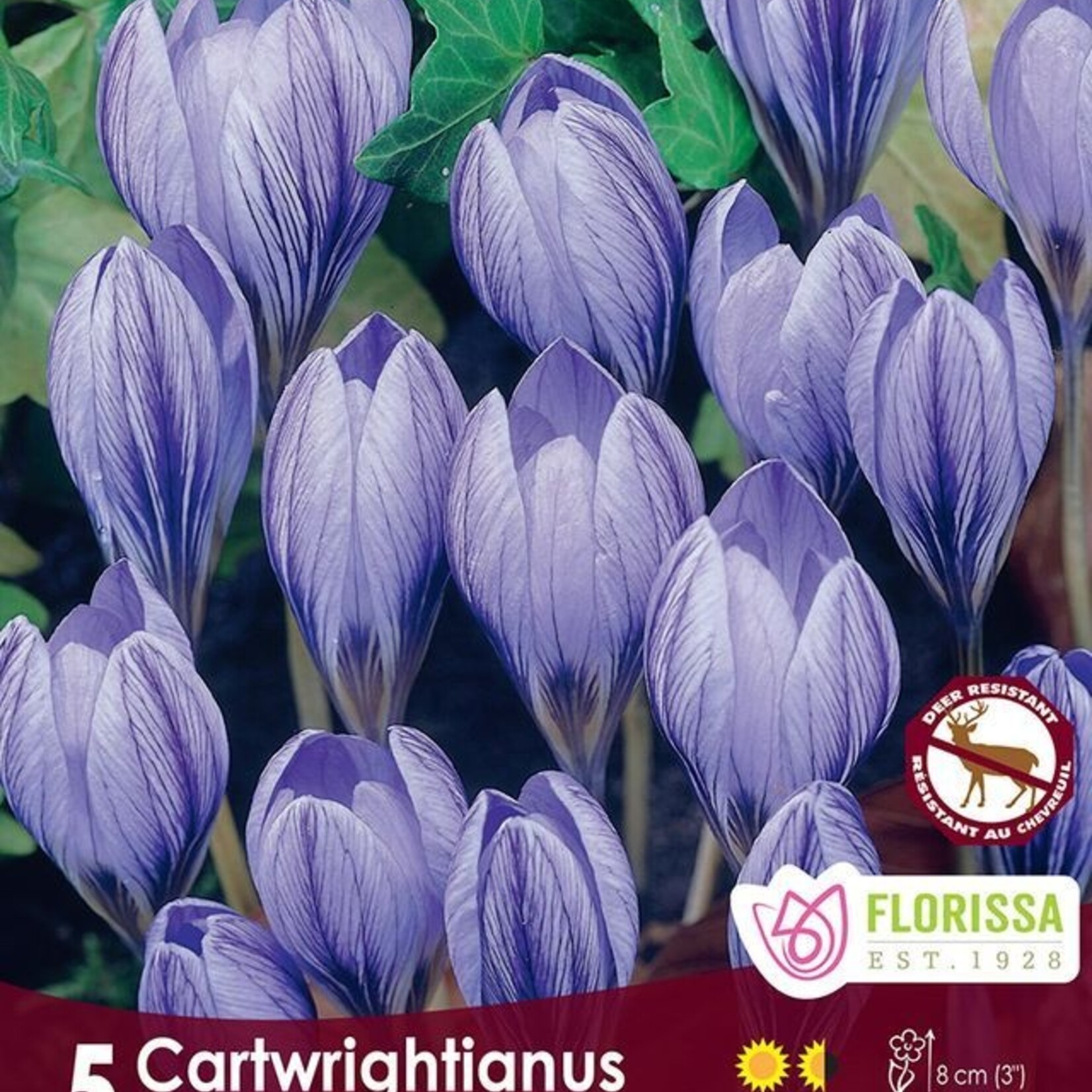Van Noort Crocus - Cartwrightianus Tops 5/Pkg