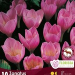 Van Noort Crocus - Zonatus Tops 10/Pkg