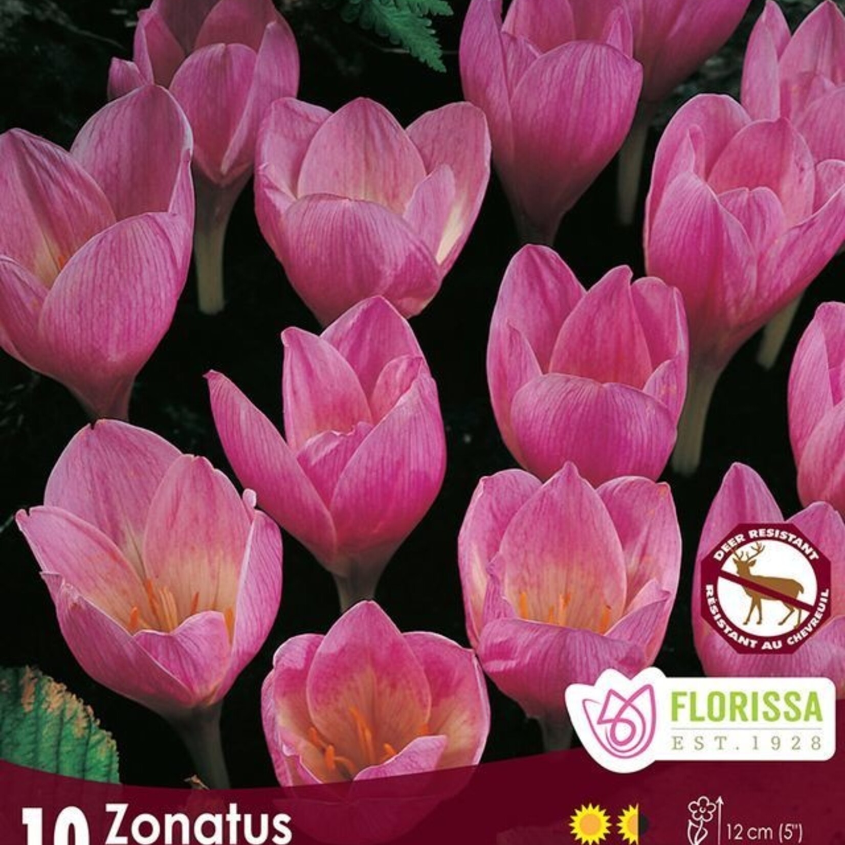 Van Noort Crocus - Zonatus Tops 10/Pkg