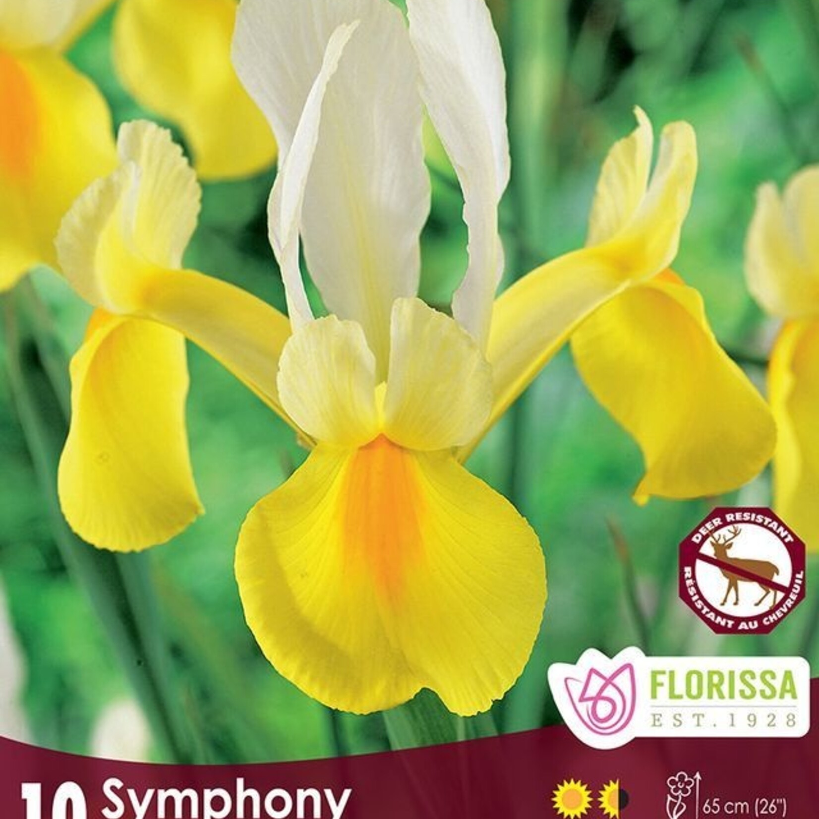 Van Noort Iris - Dutch Symphony 10/Pkg